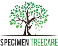 Specimen Treecare